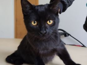 Pantero braucht dringend ein Für-Immer-Zuhause!