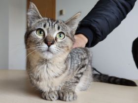 Darf sich die kleine Pulguita, 8 Mon., bald auf ein Zuhause freuen?