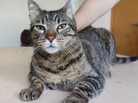 Orlando, sehr menschenbezogen, braucht dringend ein Zuhause/einen Pflegeplatz!