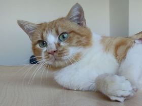 Joaquin, freundlich und verspielt, wünscht sich ein Für-Immer-Zuhause