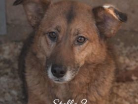 Stella Hündin Weiblich Mischling Schäferhund-Mix aus Bosnien geboren 2019