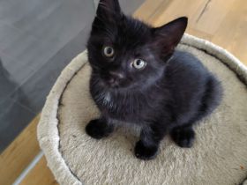 Babykatzen zu verkaufen