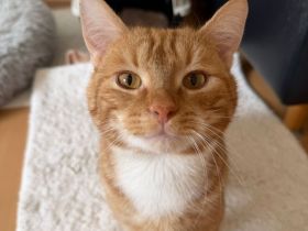 Katzenpaar sucht für immer Zuhause