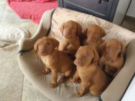 Magyar Vizsla Welpen