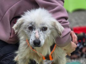 Kämpferin Hope sucht ihre Menschen....