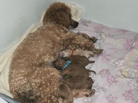 Zwerg-/Toypudel Welpen