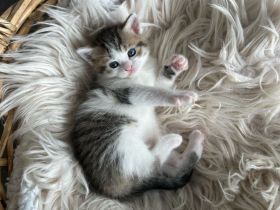 Britisch Kurzhaar Kitten