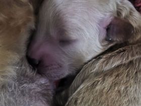 Zwerg-/Toypudel Welpe (Rüde) aus liebevoller Aufzucht 🐾