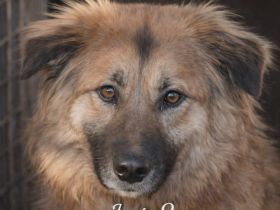 Josie - Hündin Mischling, weiblich Langhaar aus Bosnien sucht ihre Familie