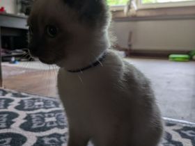 Süßer Kitte suchen ein liebevolles Zuhause 🐾