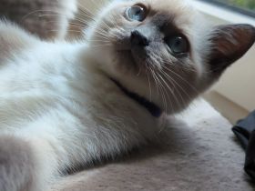 Süßer Kitte suchen ein liebevolles Zuhause 🐾