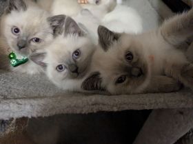 Glöckchen sind bereit zum ausziehen ❤️