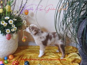 **KNIGHT`S** Mini / Toy - Aussie Welpen in allen Farben