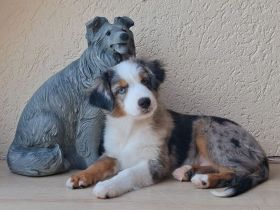 **KNIGHT`S** Mini / Toy - Aussie Welpen in allen Farben