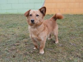 Svonky, Dackel/Pinscher Mischling (kastriert) SGB 595,00 €