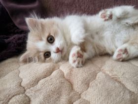 Munchkin Kitten, Kater
