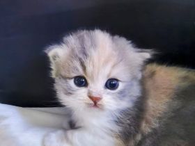 2 Munchkin Katzen/Kitten