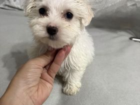 Mini Malteser Mädchen abzugeben 🐾