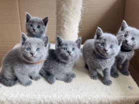 4 zauberhafte Russisch Blau Katzenmädchen suchen ein liebevolles Zuhause
