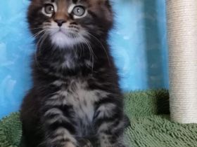 Maine Coon Kitten mit Stammbaum