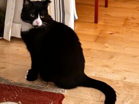 Käpt´n MORLOCK sucht Ankerplatz ohne Crew