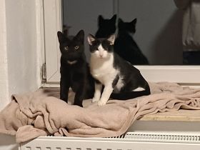2 kuschelige Kater abgeben
