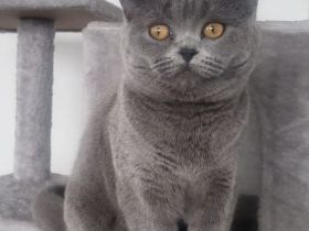 British Shorthair Kitten