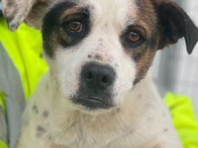 Eva, geb. ca.12/2024, lebt in GRIECHENLAND, auf einer privaten Pflegestelle