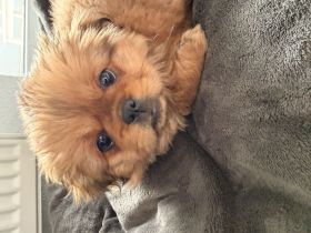 Toffi - Kleine Maus sucht ein Zuhause (10 Wochen)