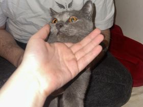 Boncuk – wunderschöne Chartreux/Kartäuser Katze, 8 Monate, weiblich