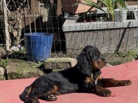 Zauberhafte Gordon Setter Welpen zu verk