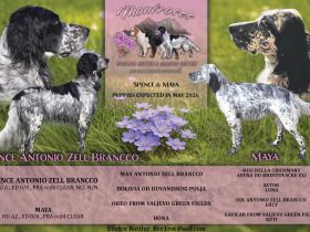 Wir erwarten wundervolle Englis Setter Welpen 05.2026