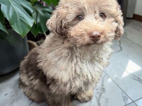 Aussiedoodle aussie Mini Pudel Hündin schoko Merle, Allergikerfreundlich & ideal als Therapiehund