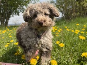 Aussiedoodle Aussie Mini Pudel  Hündin schoko Merle, Allergikerfreundlich & ideal als Therapiehund