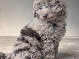 Familienfreundliche Hündin Welpe Pudel Cockapoo merle ein blaues Auge, super brav & leinenführig!