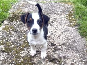 Cosmo  ein Dackel/Jack Russel Mix