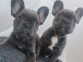 wunderschöne Welpe französische Bulldogge