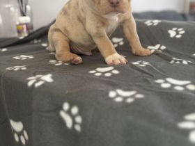 Wunderschöne American Bully Welpen – Abholbereit
