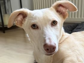 Francky Stanley, geb. ca. 08/2025, lebt auf einer Pflegestelle in 81929 München