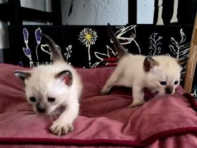 Siam kitten