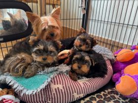 Yorkshire Terrier Welpen