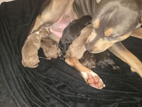 🐶 American Pitbull Terrier Welpen – Top Abstammung – Ab sofort reservierbar 🐶