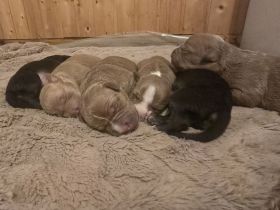 🐶 American Pitbull Terrier Welpen – Top Abstammung – Ab sofort reservierbar 🐶