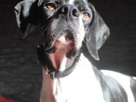 Attila, geb. ca. 08/2024, lebt auf einer Pflegestelle in 67735 Mehlbach