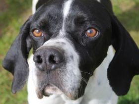 Attila, geb. ca. 08/2024, lebt auf einer Pflegestelle in 67735 Mehlbach