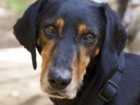 Neria, geb. ca. 11/2020, lebt auf einer Pflegestelle in 95168 Marktleuthen