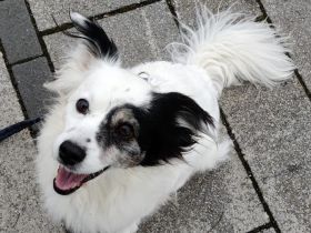 Hanyo, geb. ca. 12/2023, lebt auf einer Pflegestelle in 67269 Grünstadt