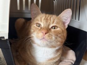 Katzen suchen Schnellstmöglich ein zuhause