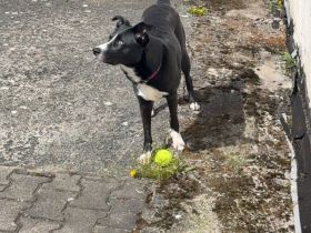 Junghündin sucht ihr für immer Zuhause