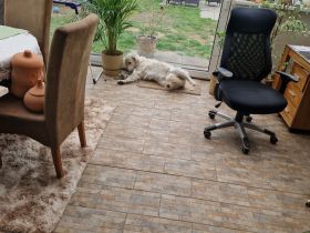 Liebevolle Golden Retriever Hündin